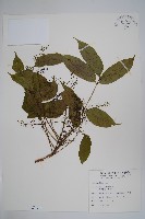 木蠟樹、山漆藏品圖，第1張