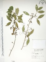 飛龍掌血藏品圖，第1張