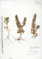 茅毛珍珠菜藏品圖，第1張