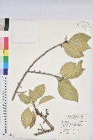 烏芙蓉藏品圖，第1張