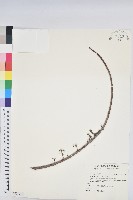 烏芙蓉藏品圖，第1張