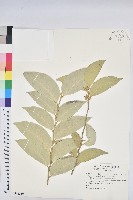 烏芙蓉藏品圖，第1張