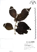 杜虹花，台灣紫珠藏品圖，第1張