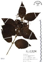 杜虹花，台灣紫珠藏品圖，第1張