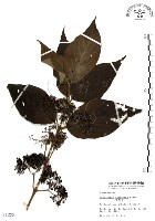 杜虹花，台灣紫珠藏品圖，第1張