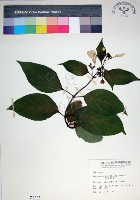 玉葉金花藏品圖，第1張