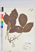 茄苳、重陽木藏品圖，第1張