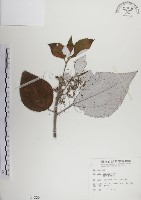 蘭嶼水絲麻藏品圖，第1張