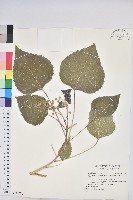 魯花樹藏品圖，第1張