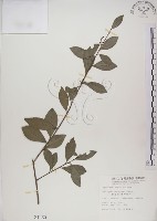 魯花樹藏品圖，第1張