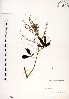 黃荊藏品圖，第1張