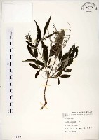 黃荊藏品圖，第1張