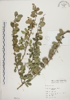 北仲, 刺裸實藏品圖，第1張