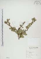 北仲, 刺裸實藏品圖，第1張