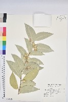 毛木藍藏品圖，第1張