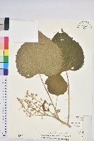 蟲屎藏品圖，第1張