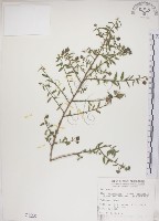 恆春金午時花藏品圖，第1張