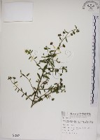 恆春金午時花藏品圖，第1張