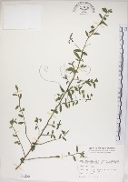 恆春金午時花藏品圖，第1張