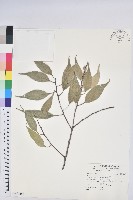 美洲含羞草藏品圖，第1張