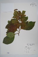 恆春厚殼樹藏品圖，第1張