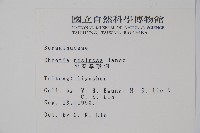 恆春厚殼樹藏品圖，第2張