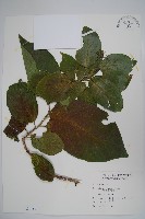 恆春厚殼樹藏品圖，第1張