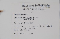 恆春厚殼樹藏品圖，第2張