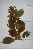 恆春厚殼樹藏品圖，第1張