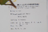 恆春厚殼樹藏品圖，第2張