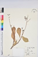 琴葉櫻藏品圖，第1張