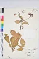 琴葉櫻藏品圖，第1張