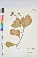 琴葉櫻藏品圖，第1張