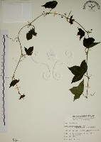 三角葉西番蓮藏品圖，第1張