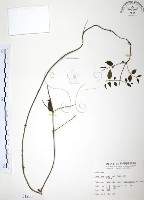 山素英藏品圖，第1張