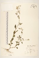 一枝香藏品圖，第1張