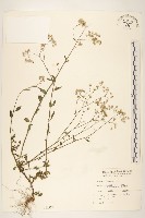 一枝香藏品圖，第1張