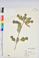 白苞猩猩草藏品圖，第1張