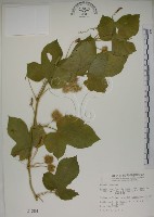 毛西番蓮藏品圖，第1張