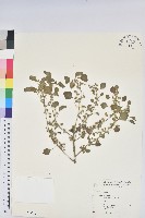 鐵莧菜藏品圖，第1張