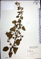 圓葉金午時花藏品圖，第1張