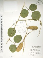 肥豬豆藏品圖，第1張