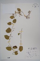 鷗蔓藏品圖，第1張