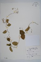 鷗蔓藏品圖，第1張