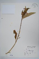 尖尾鳳、馬利筋藏品圖，第1張