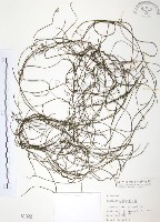 無根草藏品圖，第1張