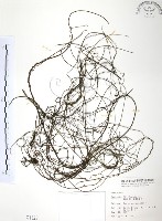 無根草藏品圖，第1張