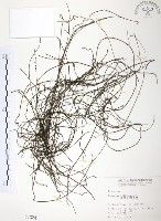 無根草藏品圖，第1張