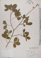 黃野百合藏品圖，第1張