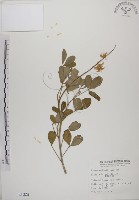 黃野百合藏品圖，第1張